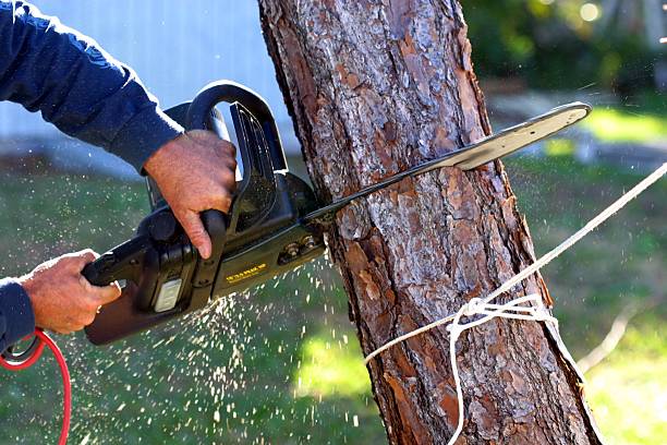 How Our Tree Care Process Works  in  Miramar, FL